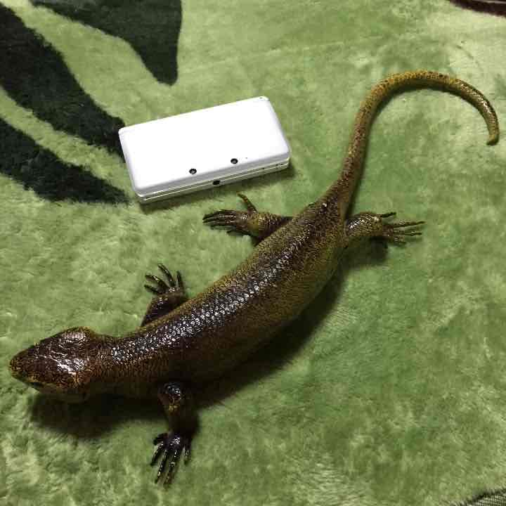 トカゲ