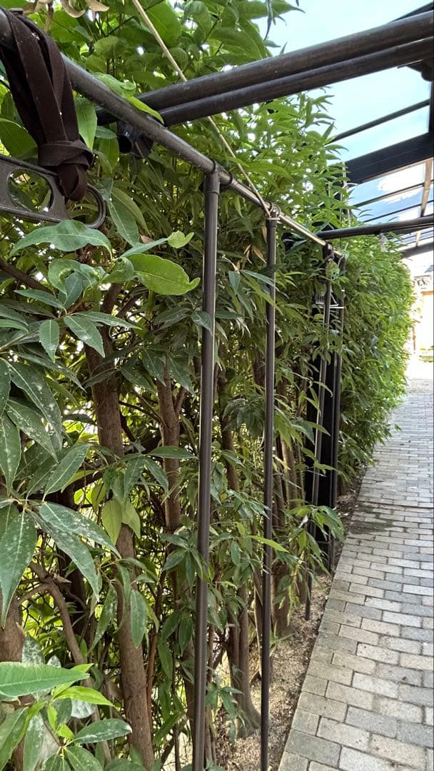 ルーフテント　コロンブス　 カーテント