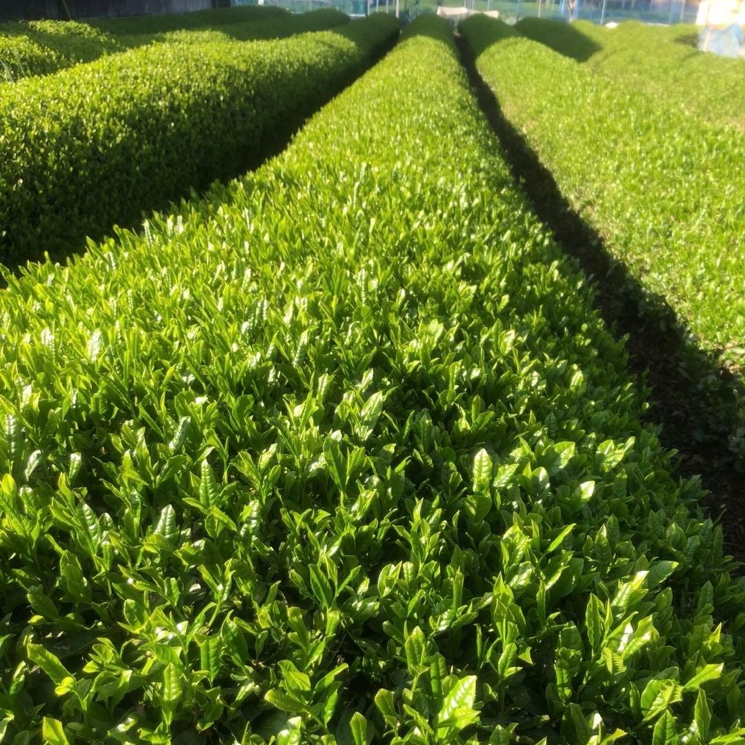 静岡新茶　川根茶 上煎茶200gx10 数量限定セール 特別価格➕送料無料