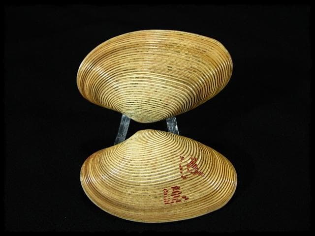 寿多礼貝 すだれ貝 安政二年 鳥飼 宗正 銘波隠 香合 茶道具 書付箱 b696