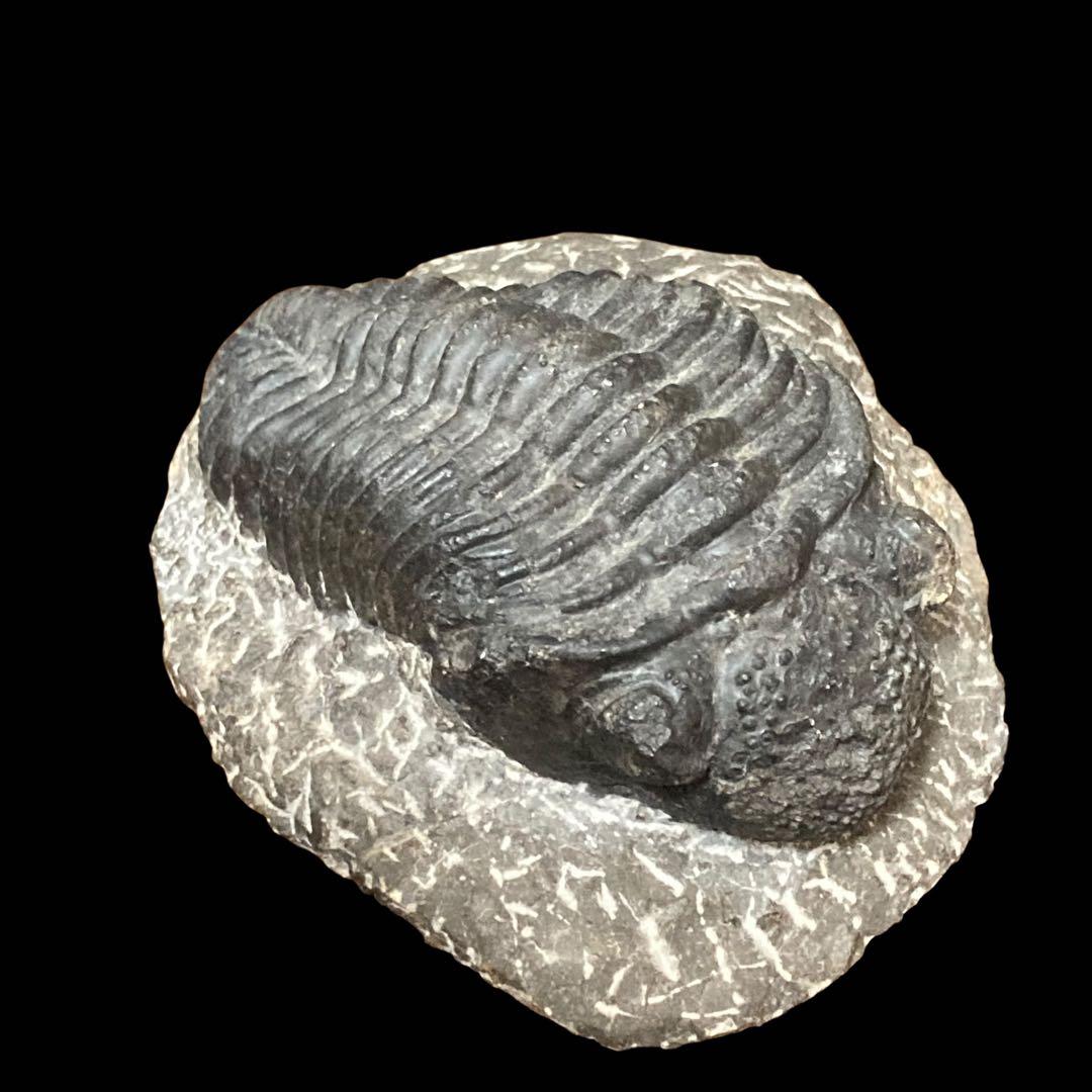 三葉虫化石 特大サイズ　全長約13cm