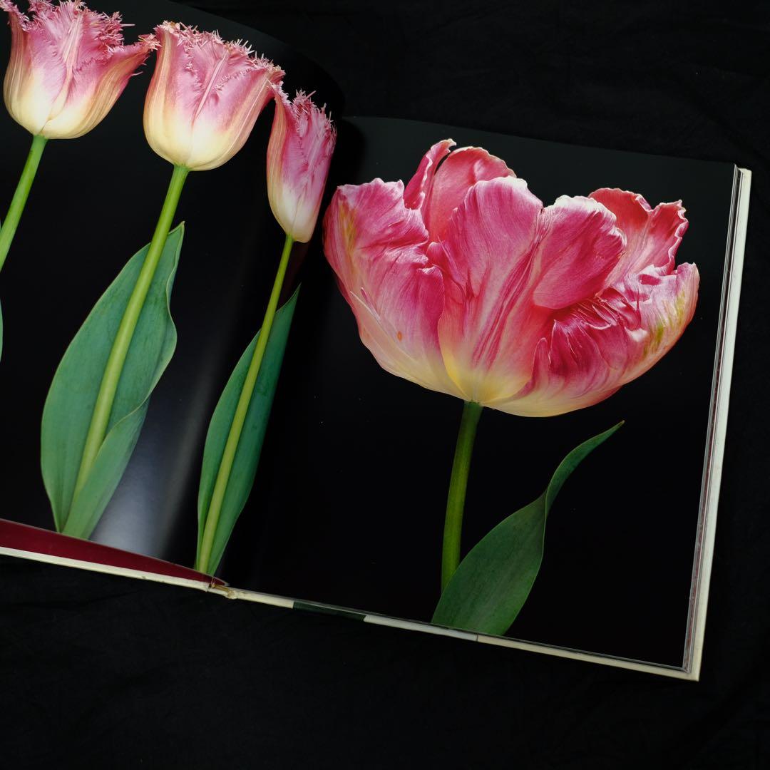TULIPS by PETER ARNOLD チューリップ　花の写真集　洋書