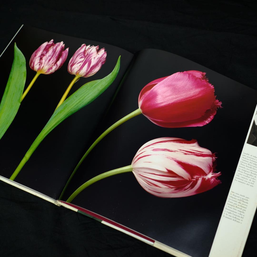 TULIPS by PETER ARNOLD チューリップ　花の写真集　洋書