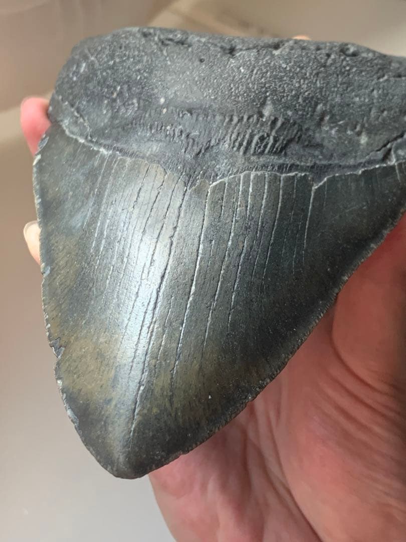 最大級　メガロドン　化石　サメの歯　423g　隕石　恐竜　爪　牙　三葉虫　骨