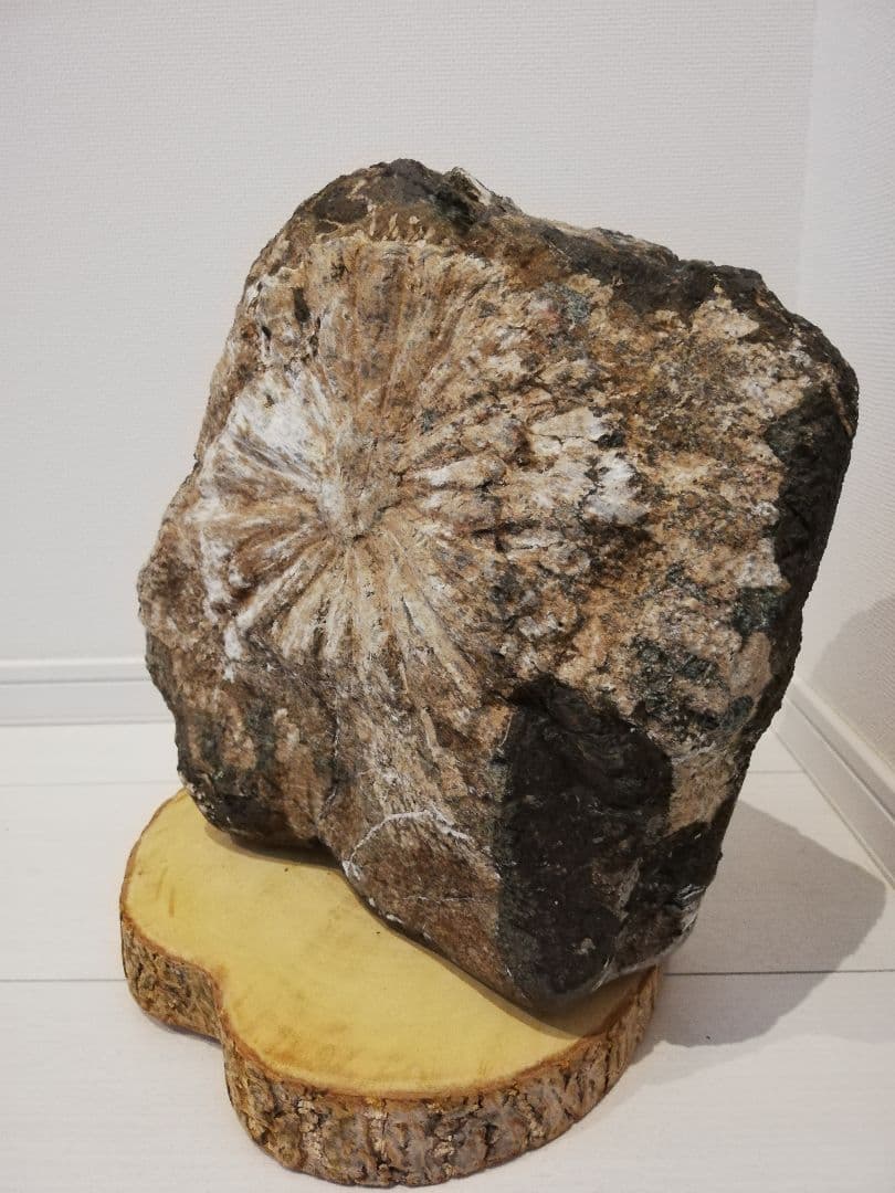 大菊　菊花石　11㎏