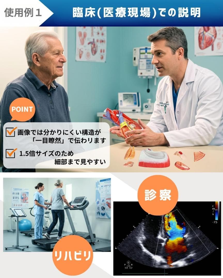 KIYOMARU 心臓模型 1.5倍大 10分解 教育用 新品