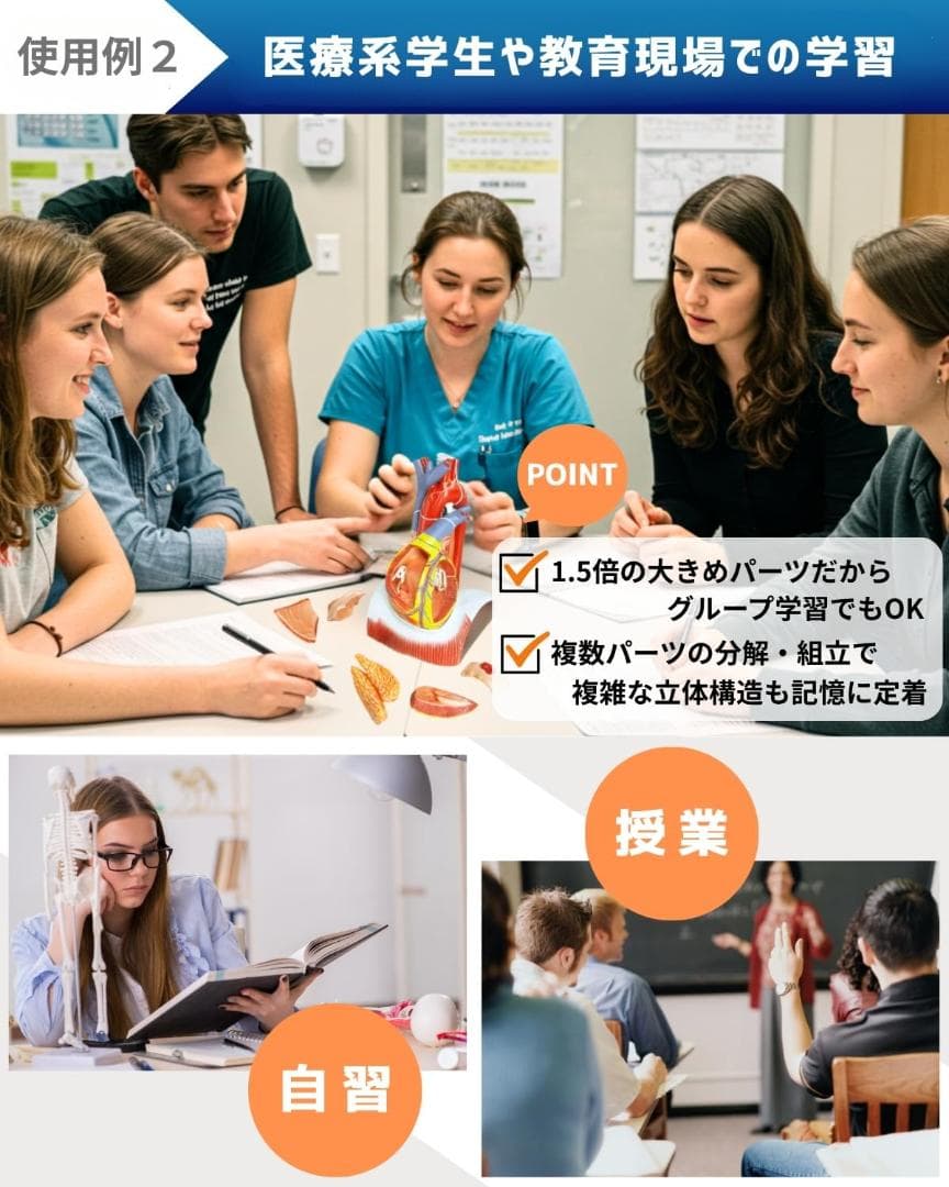 KIYOMARU 心臓模型 1.5倍大 10分解 教育用 新品