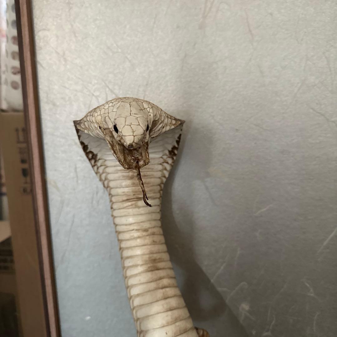 コブラの剥製 木製台座付き