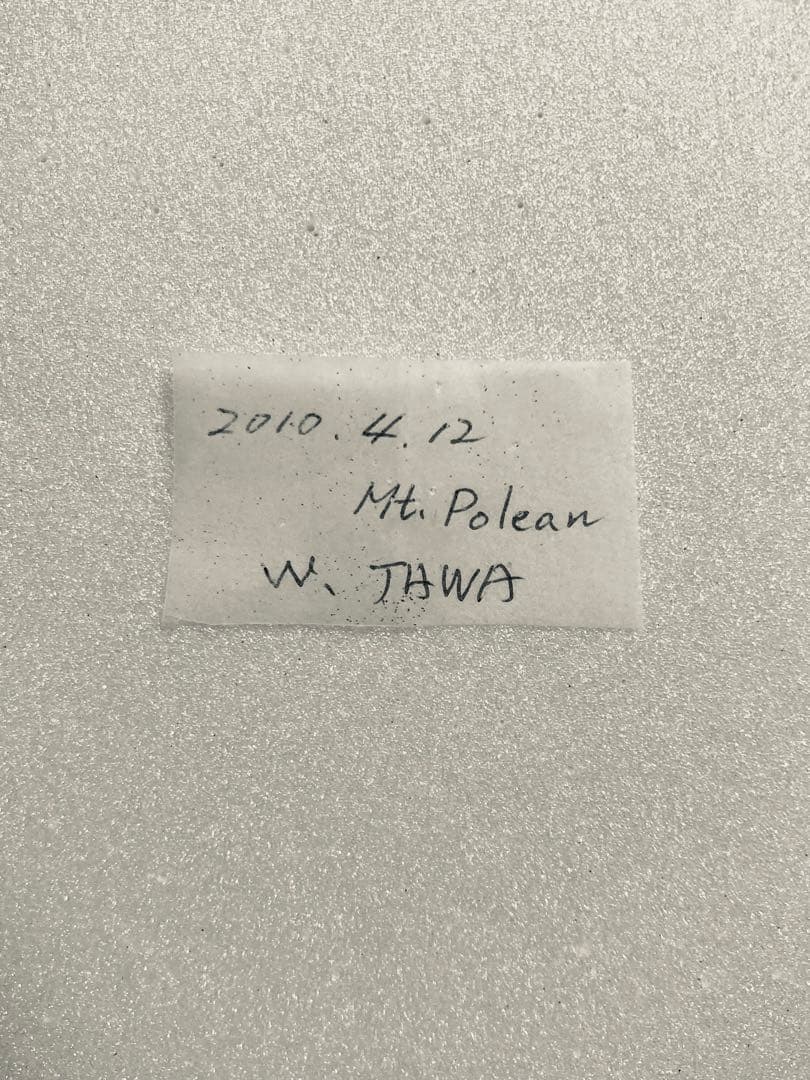 【ペア】パラドクサ（インドネシア・ジャワ島）