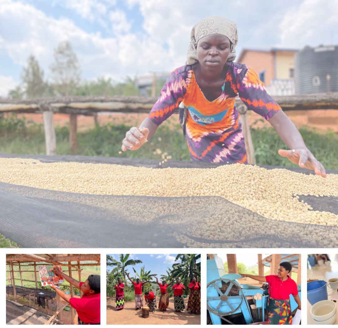 コーヒー生豆　約3. 6Kg ハンドピック済み