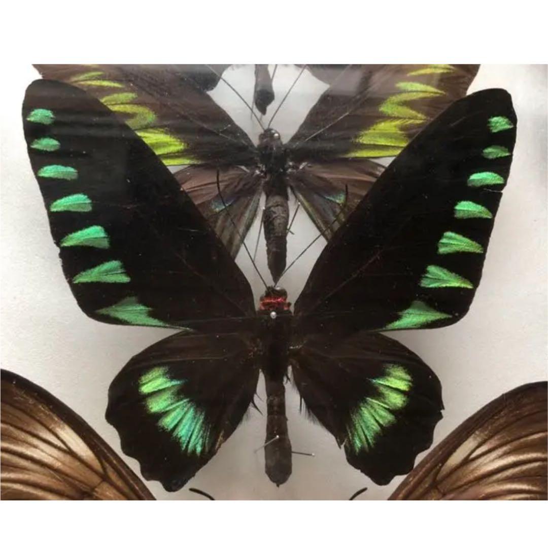 アカエリトリバネアゲハ 値段交渉◎