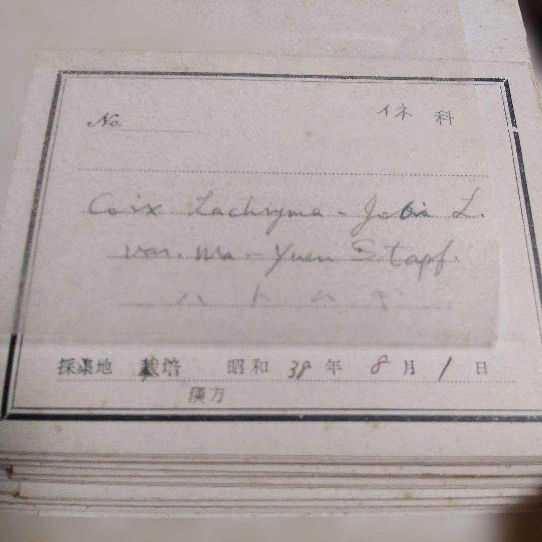 珍品　計39枚　薬用植物標本 　海藻植物標本　コレクション　アンティーク