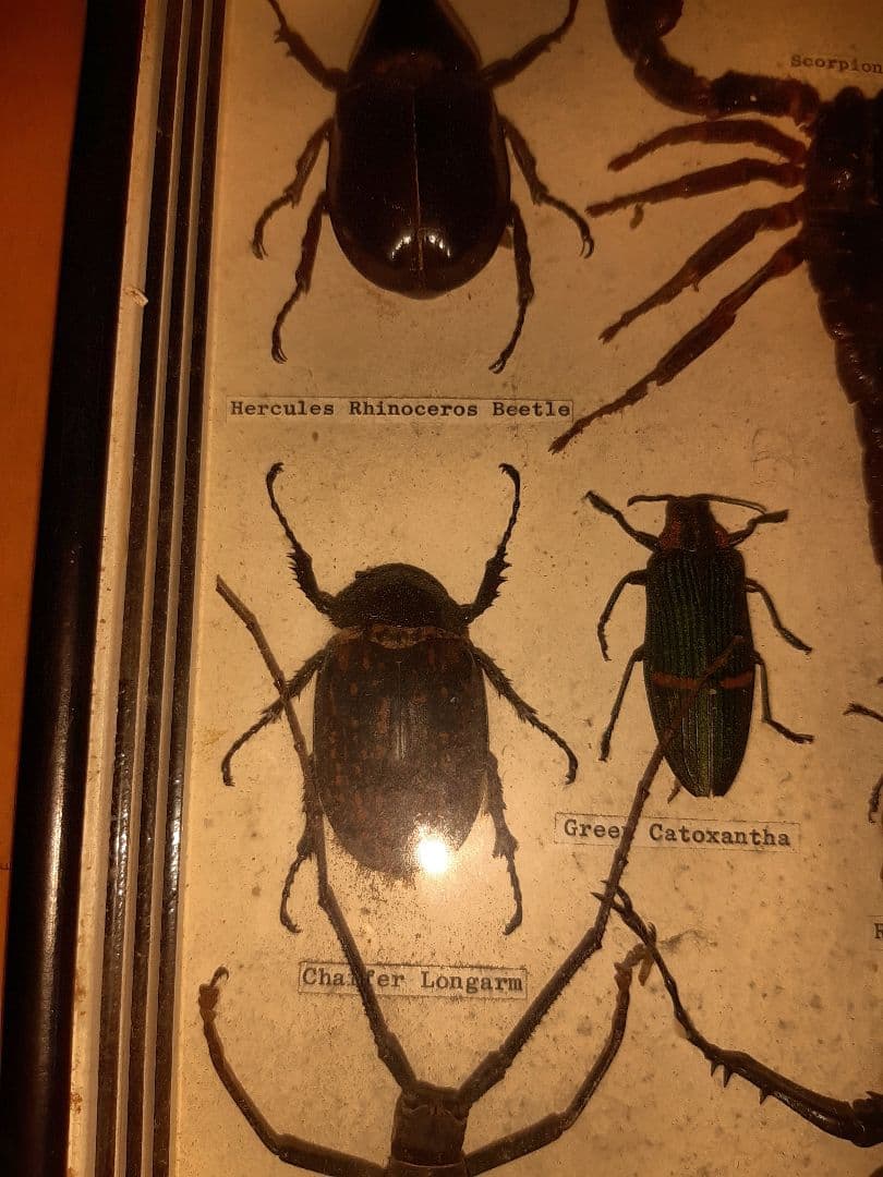 虫標本　ヘラクレスカブトムシ　スコーピオン　etc