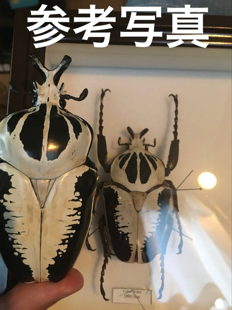 標本/ゴライアスオオツノハナムグリ/ゴライアスオリエンタリス/フィギュア付
