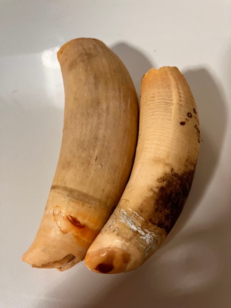 マッコウクジラ　歯　318g