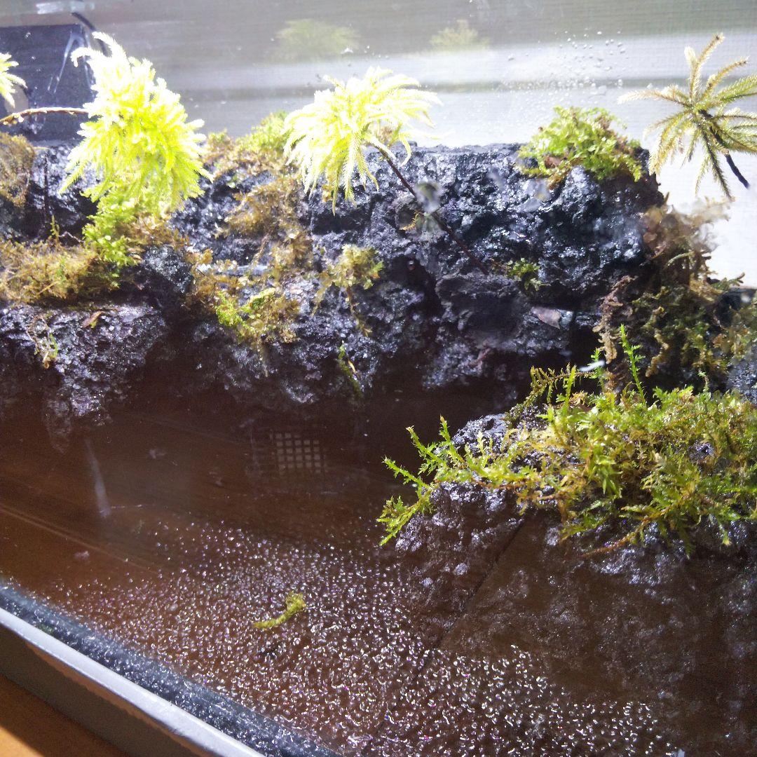 【オーダーメイド】滝のあるアクアテラリウム