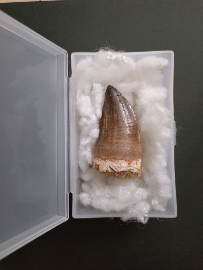 【特大本物】モロッコ産モササウルス（プログナソドン）の歯の化石　約5.5×3cm