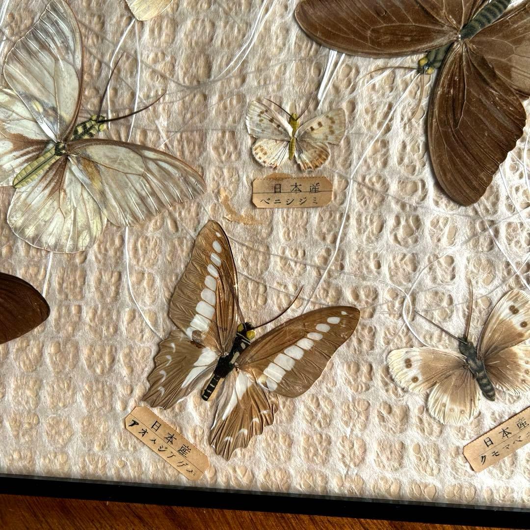 蝶の標本 蝶標本コレクション　18種　日本産　台湾産　木製フレーム付き