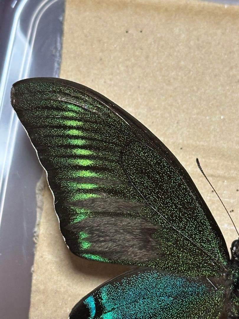 ミヤマカラスアゲハ　標本　採取品