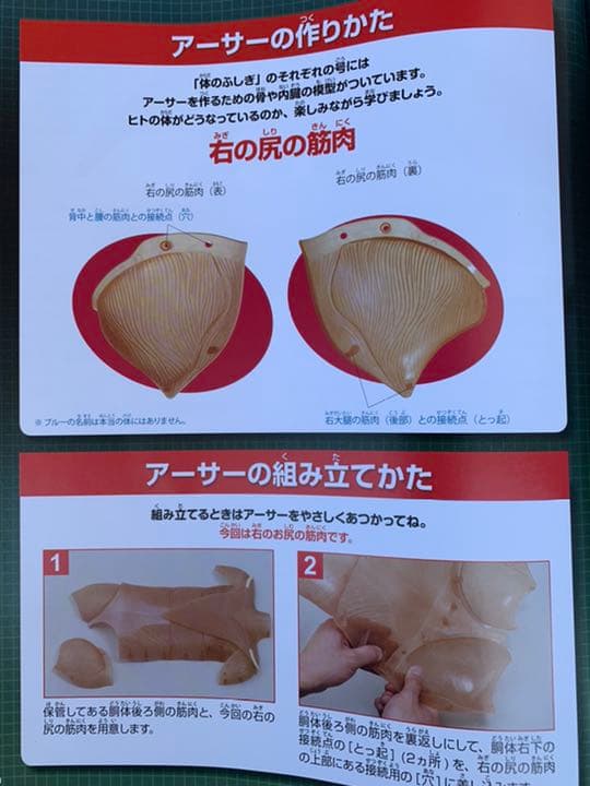 ディアゴスティーノ　体のふしぎ全巻