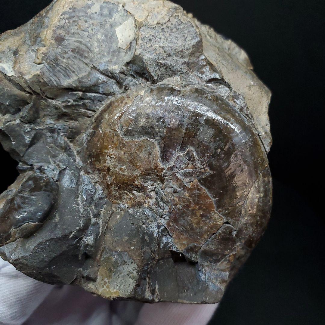 母岩付き アンモナイト 三畳紀  本物 ノルウェー産 70.65mm  fan6