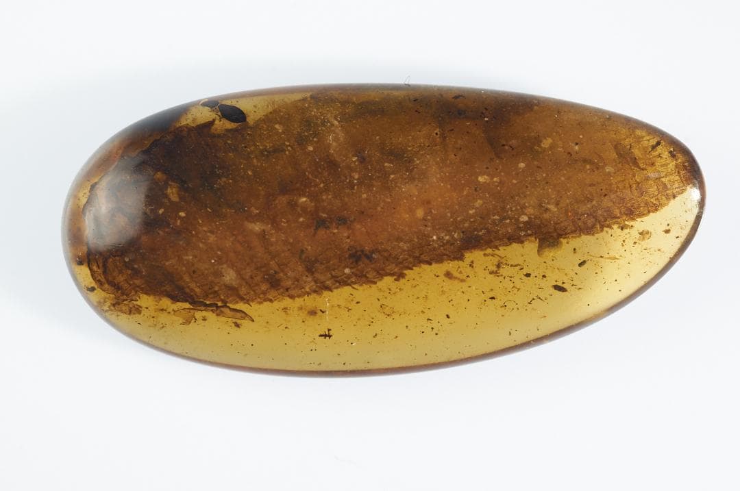 レア極上品 PA114虫入り琥珀化石　ミャンマーカムティかタナイ9900万年前