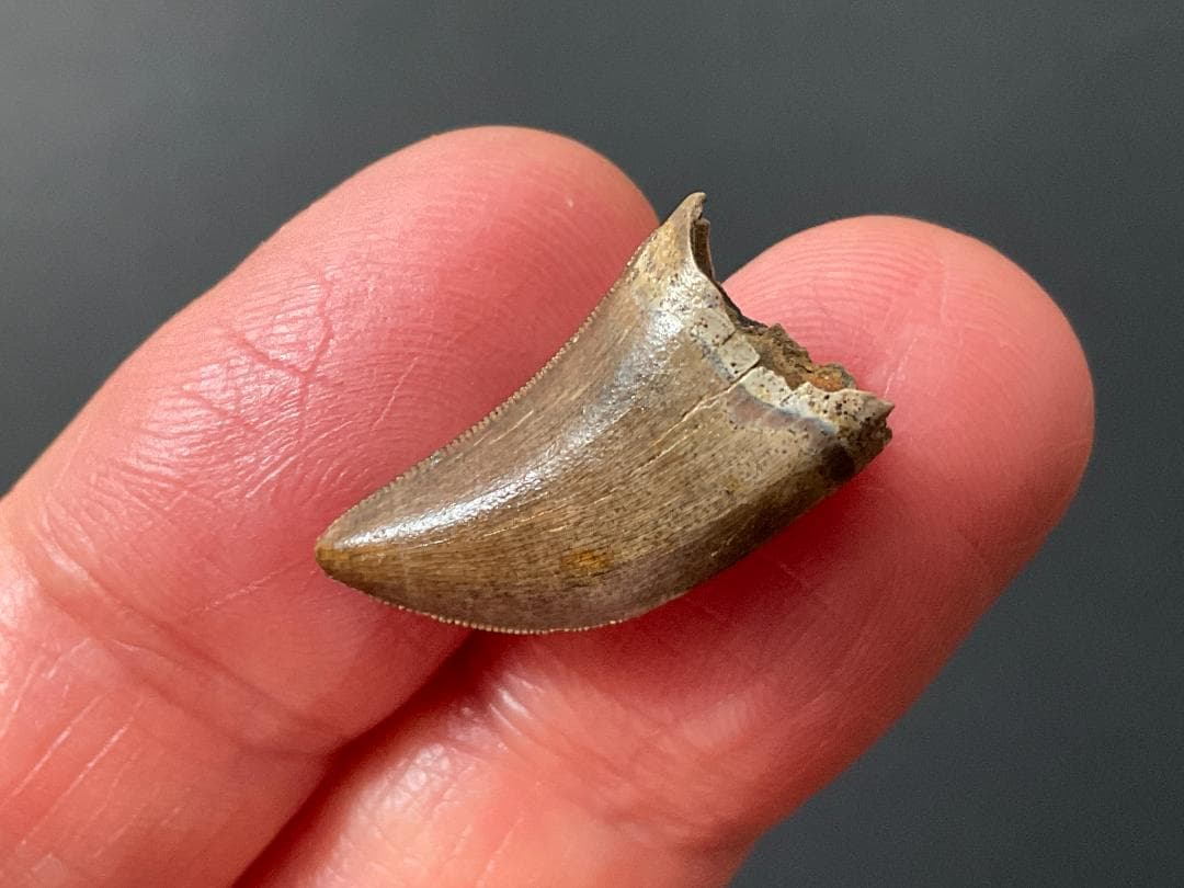 化石 ティラノサウルス 歯 [DS409] 恐竜 希少 レア