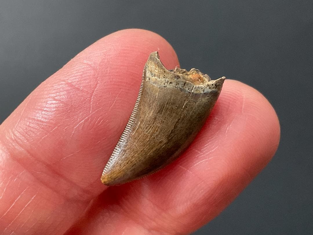 化石 ティラノサウルス 歯 [DS409] 恐竜 希少 レア