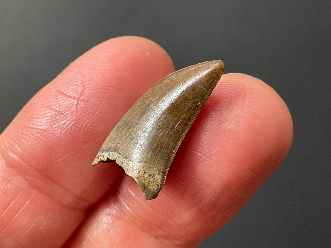 化石 ティラノサウルス 歯 [DS409] 恐竜 希少 レア