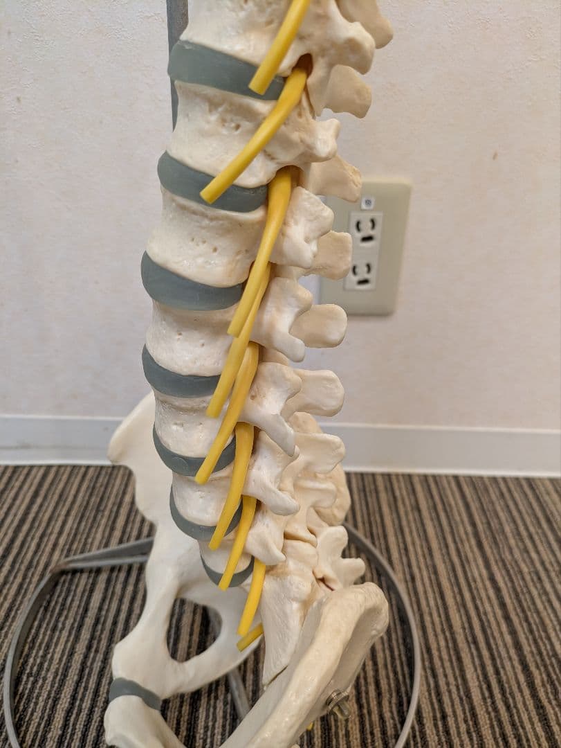 SOMSO(ソムソ)社製　脊柱模型 ドイツ製