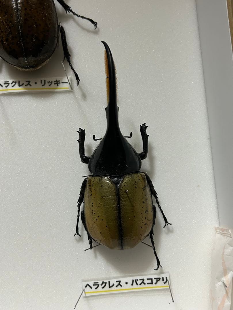 ヘラクレスオオカブト標本(亜種5種) シーラケース付きセット