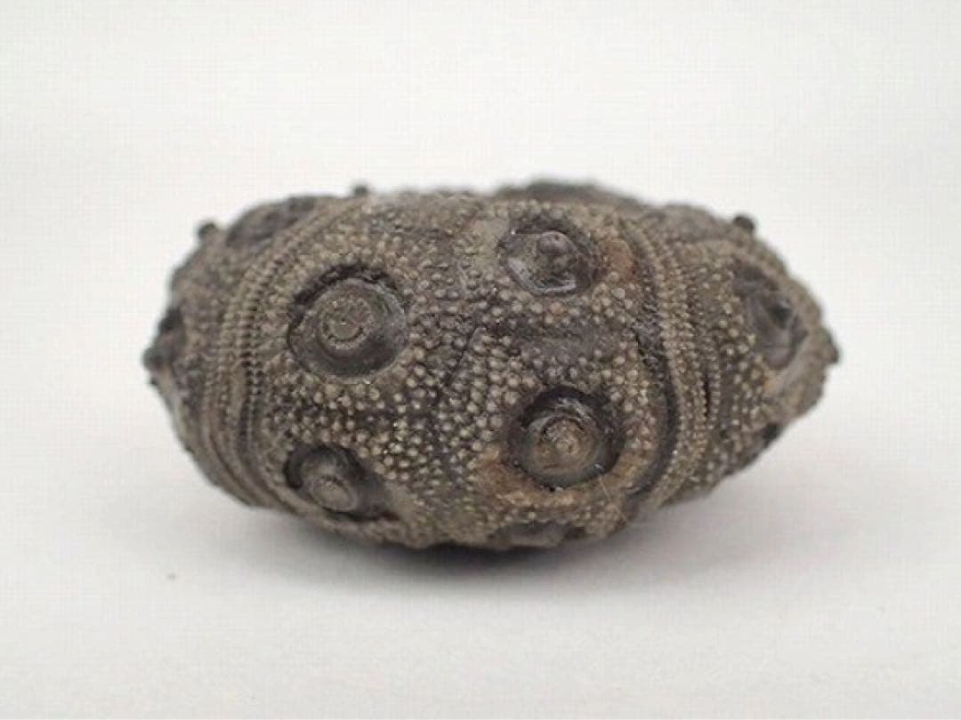 ジュラ期 化石 うに ウニ