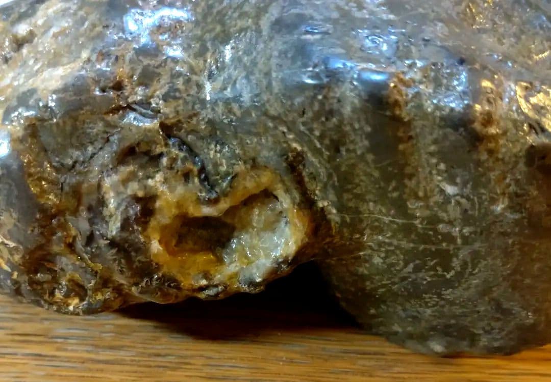 アンモナイト　北海道産