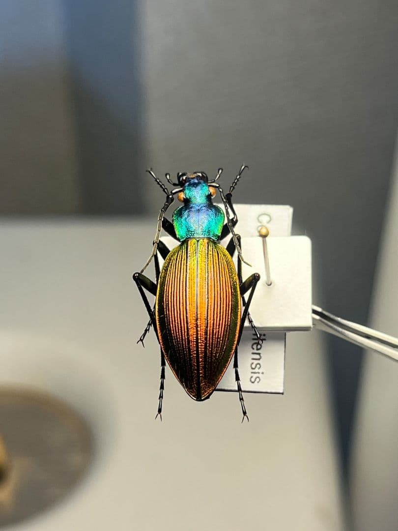 【極美個体】チリオサムシ標本 Ceroglossus chilensis