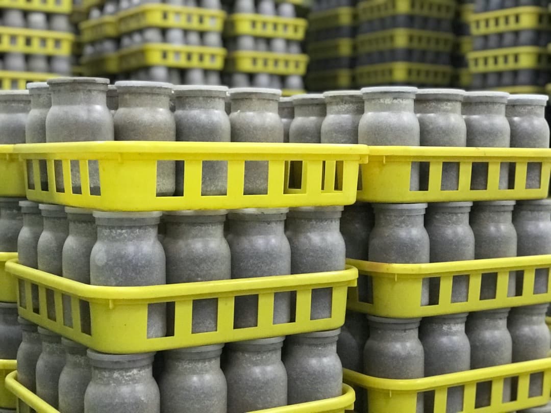 大型・美形クワガタ飼育用　菌糸瓶　1100ml　30本セット（菌糸ビン）