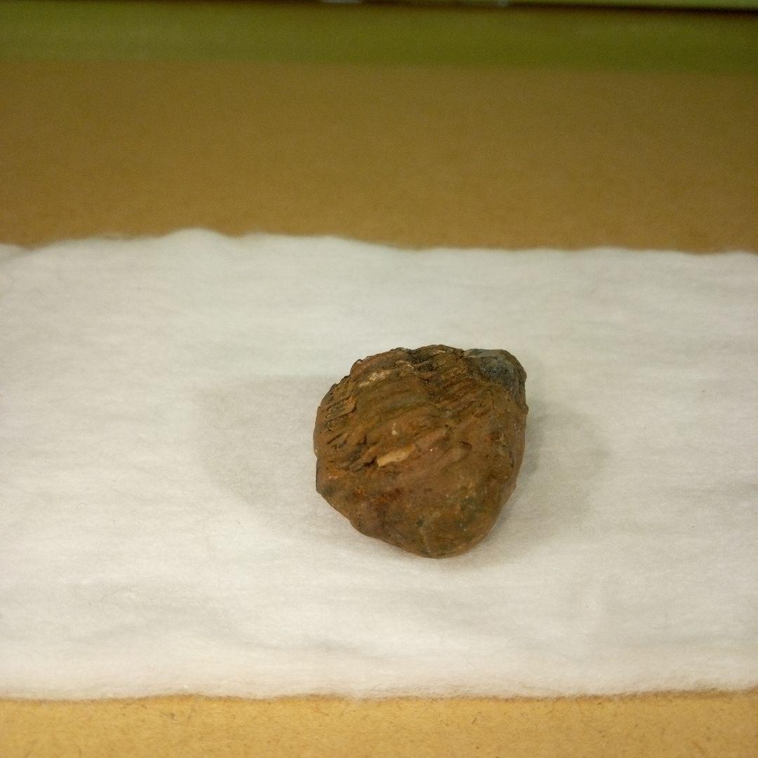 三葉虫　化石　三葉虫化石　究極のレトロ　fossil　ボリビア産　化石管理番号⑬