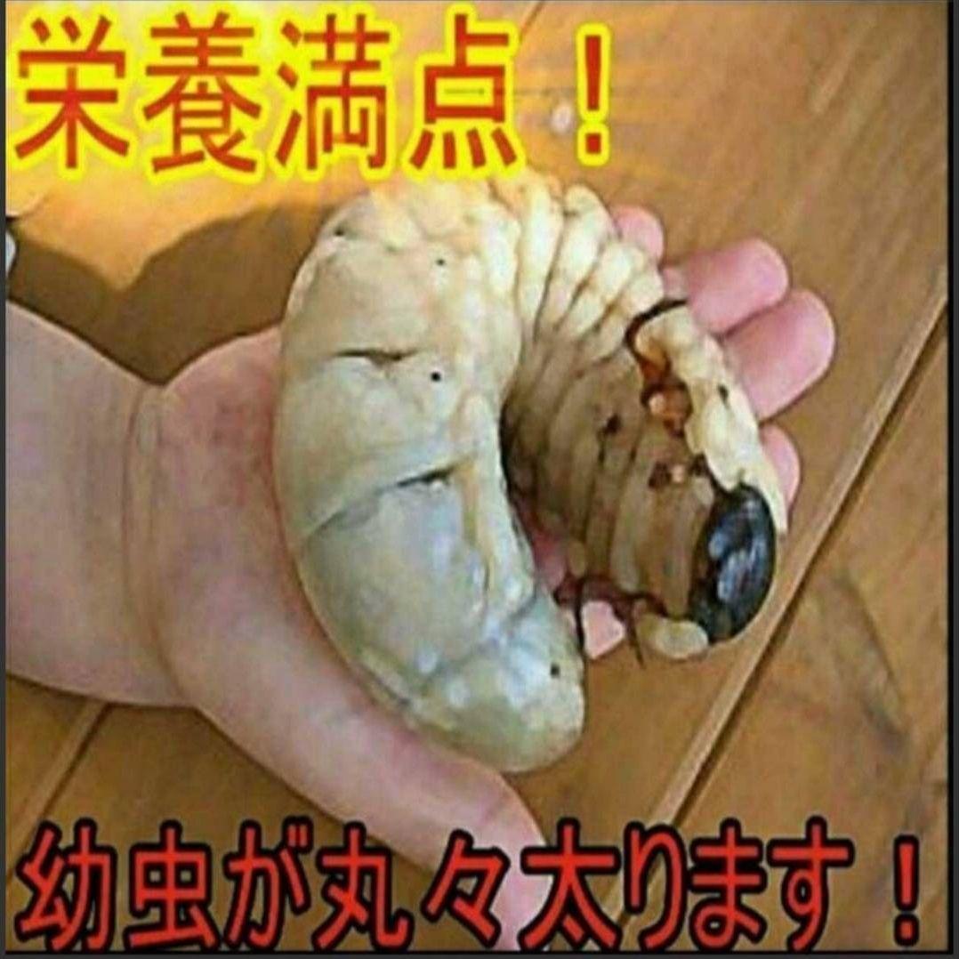 国産カブトムシ幼虫が大きくなる！改良版！発酵マット【たっぷり80リットル入り】