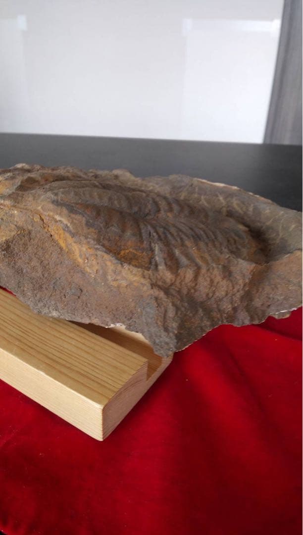 三葉虫化石　化石　古道具　アンティーク　ディスプレイ　オブジェ