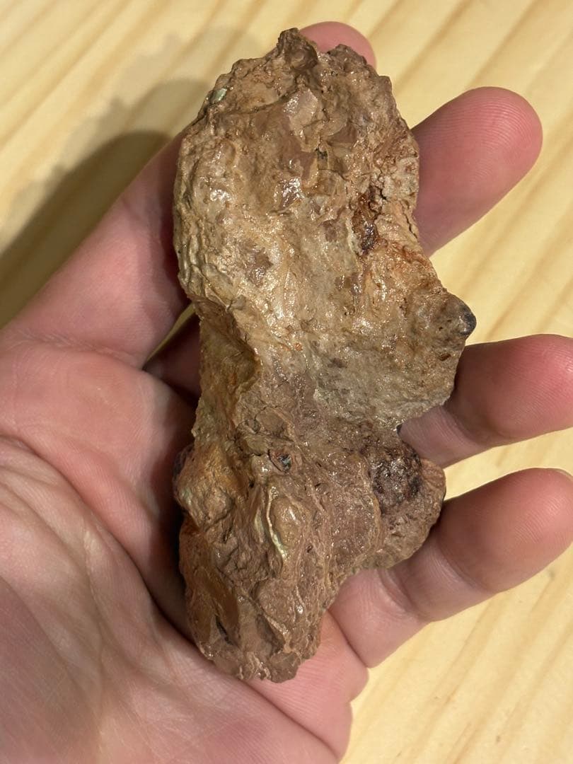 メガロサウルスの歯　化石　モロッコ　恐竜