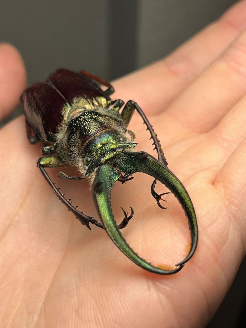 【顎GREEN】ギガンテウスシワバネクワガタ 昆虫標本 ニジイロクワガタ