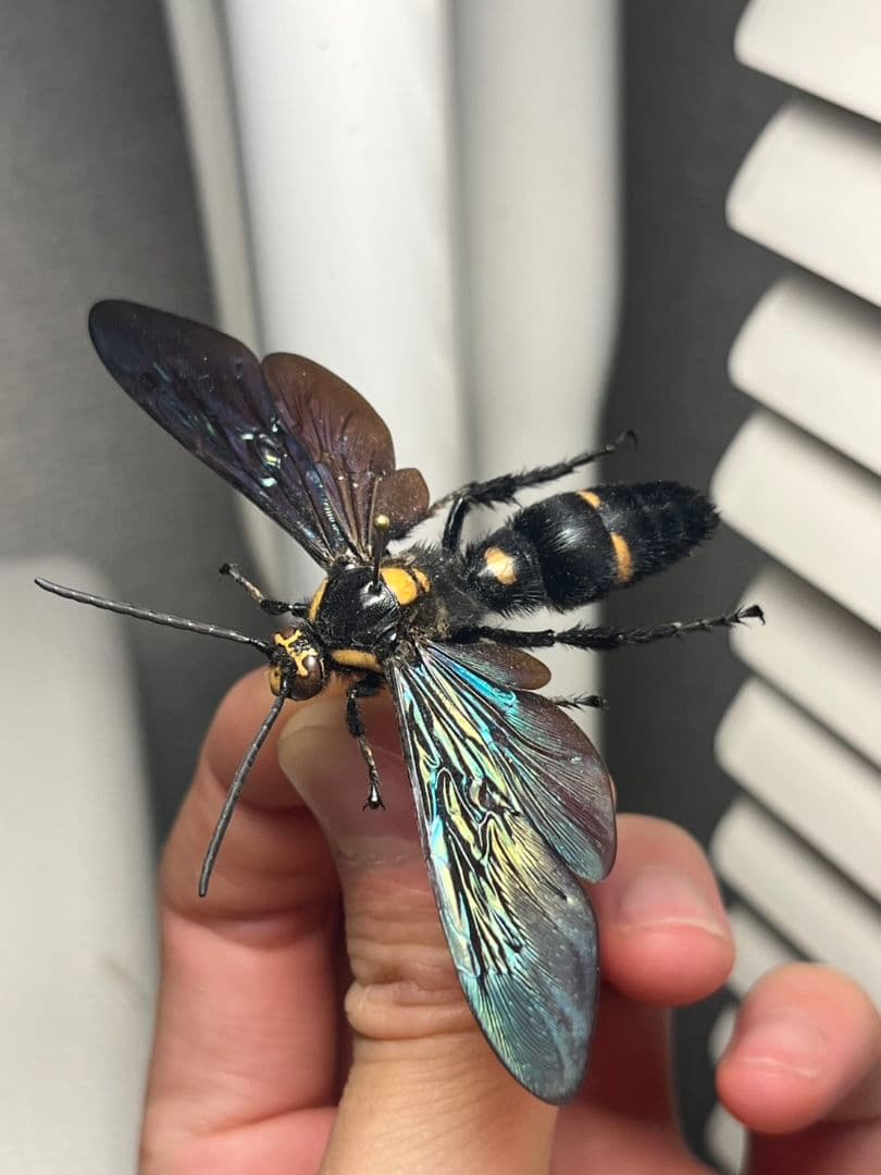【雀蜂最大級】ツチバチ60mm Megascoliaハチトンボ