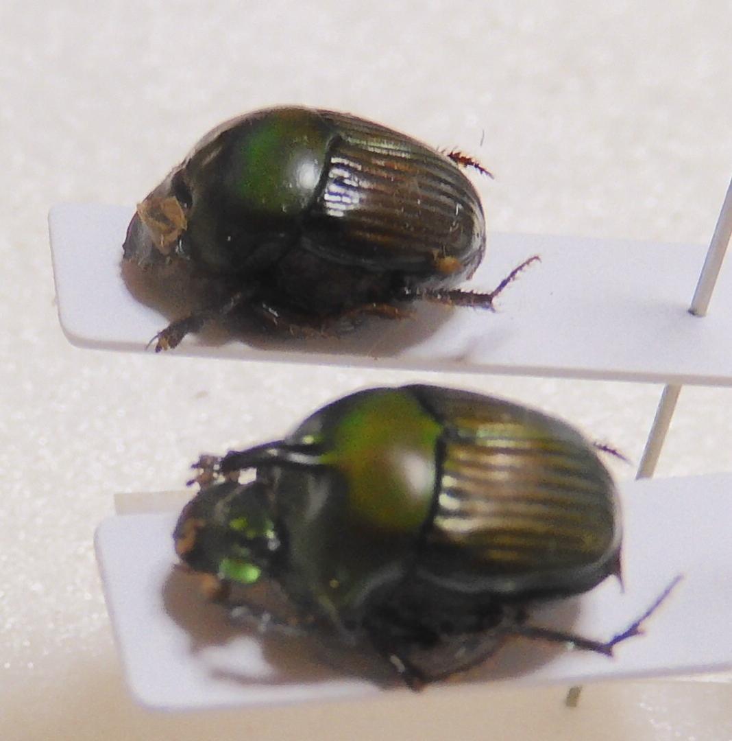 フレンチギアナ産 シレニウスニジダイコクコガネ 10-11mm