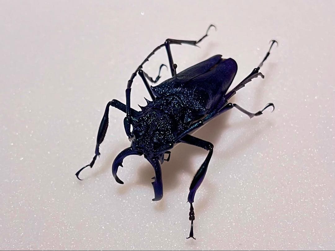 非常に美しいブルー系のキンオニルリカミキリ 標本 カミキリ