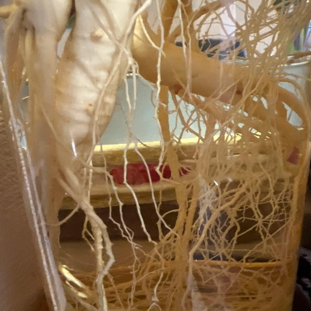 朝鮮白頭山人参古酒 薬膳酒 漢方 薬酒 健康酒 養命酒 年滋養強壮に役立つ