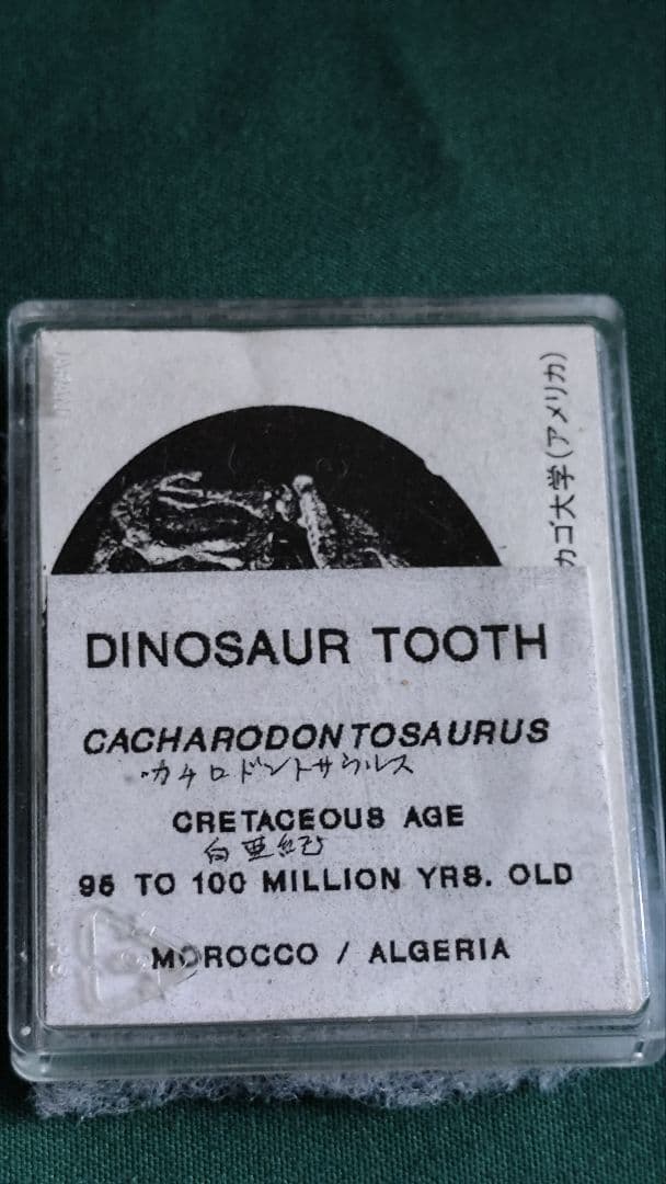 カルカロドントサウルスの歯の化石