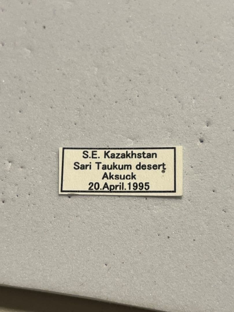 【19mm】ゴリラコガネ ライオンコガネ ウグイスコガネ標本 プラチナコガネ