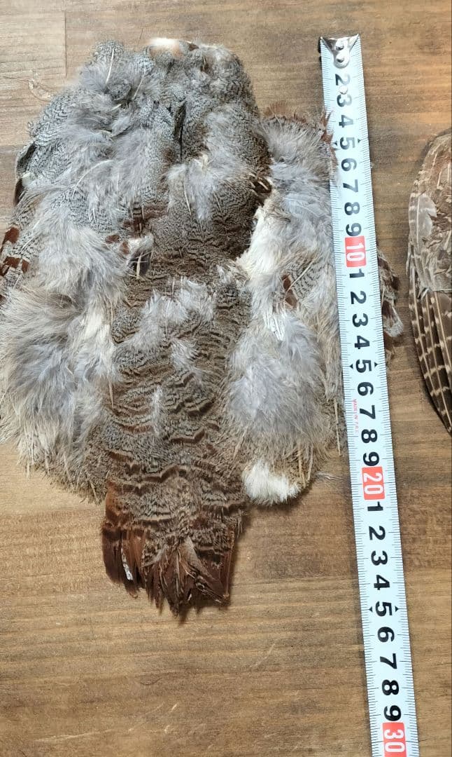 【フライタイイング】ハックル ケープ・クイル 5点まとめ売り