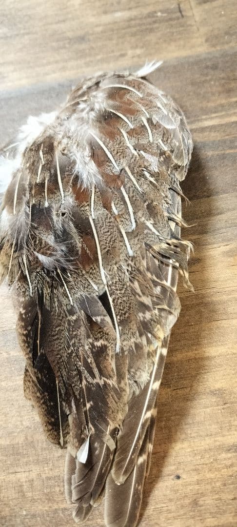 【フライタイイング】ハックル ケープ・クイル 5点まとめ売り