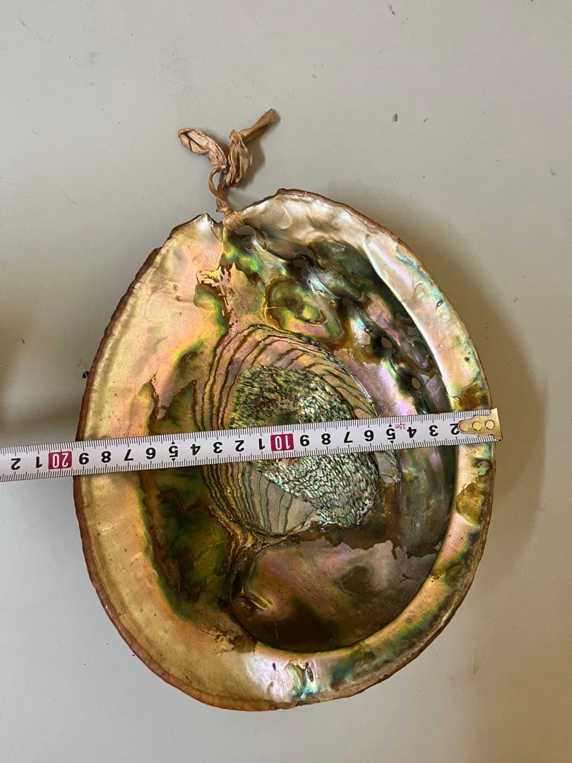 アワビの貝殻 虹色 インテリア 天然装飾品 約22cm×17cm