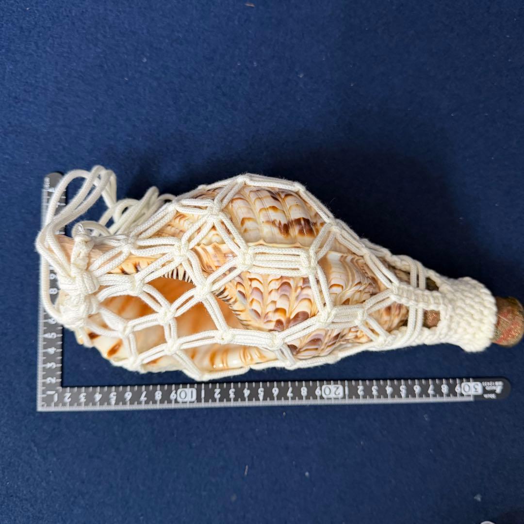 ②中 ホラ貝 法螺貝 螺貝 ラッパ 雅楽 和楽器 古玩 旧家 蔵出 骨董品